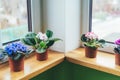 African violet. Home mini potted plants on the windowsill. Flowering saintpaulias. Selective focus Royalty Free Stock Photo