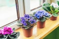 African violet. Home mini potted plants on the windowsill. Flowering saintpaulias. Selective focus