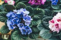 African violet. Home mini potted plants on the windowsill. Flowering saintpaulias. Selective focus Royalty Free Stock Photo