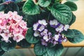 African violet. Home mini potted plants on the windows. Flowering saintpaulias. Selective focus