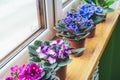 African violet. Home mini potted plants on the windowsill. Flowering saintpaulias. Selective focus Royalty Free Stock Photo