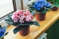 African violet. Home mini potted plants on the windowsill. Flowering saintpaulias. Selective focus Royalty Free Stock Photo