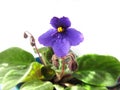 African violet on the isolated background. Leaves, petals, buds and drops of water.