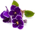 African violet Royalty Free Stock Photo