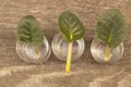 African violet leaves in water. African violet propagation Concept Royalty Free Stock Photo