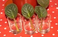 African violet leaves in water. African violet propagation Concept Royalty Free Stock Photo