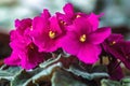 African violet (pink saintpaulia ionantha) houseplant closeup.