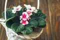 African violet Royalty Free Stock Photo