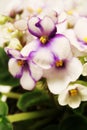 African Violet Plant Royalty Free Stock Photo