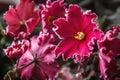 African violet (red saintpaulia ionantha) houseplant Royalty Free Stock Photo