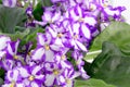 African violet, Saintpaulia ionantha