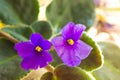 African violet. Saintpaulia ionantha Royalty Free Stock Photo