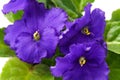 African violet Saintpaulia ionantha inflorescence macro on white background