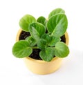 African Violet Saintpaulia ionantha in yellow flower pot close-up on white background Royalty Free Stock Photo