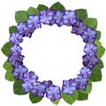 African violet, saintpaulia, on white background. Wreath frame with copy space