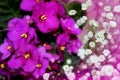 African Violet