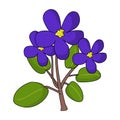 African Violet vector illustration.Flower illustration