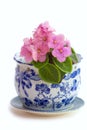 African Violets