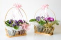 African Violets - Basket gifts Royalty Free Stock Photo