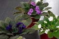 African violets in pots on the table, house plants in full bloom
