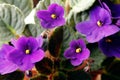 African Violets (saintpaulia) Royalty Free Stock Photo