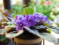 African violets (Saintpaulia), closeup of this beautifully colored purple flower