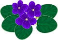 African violets (saintpaulia)