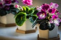 African violets Streptocarpus sect. Saintpaulia. Royalty Free Stock Photo