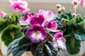 African violets Streptocarpus sect. Saintpaulia with pink and purple flowers.