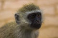 African Vivid Monkey in tree Royalty Free Stock Photo