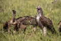 African vultures comparison