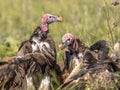 African vultures pack