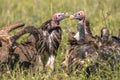 African vultures safari