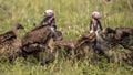 African vultures scavenging