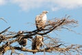 African vultures sitting in a tree Serengeti National Park Tanzania Royalty Free Stock Photo