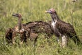 African vultures size comparison