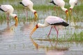 African wading stork, Yellow billed stork Wood stork, Wood ibis foraging for fish in water at Lake Manyara, Tanzania, East Royalty Free Stock Photo