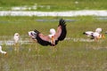African wading stork, Yellow billed stork Wood stork, Wood ibis landing at Lake Manyara, Tanzania, Africa Royalty Free Stock Photo