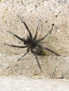 African Wandering spider Royalty Free Stock Photo