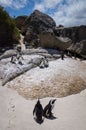 African warm weather penguins at Boulders Beach