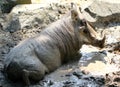 African Warthog / Boar Royalty Free Stock Photo