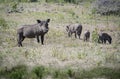 African warthog family boar with tusks, female and babies in Tanzania, Africa