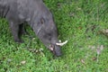 african warthog hog with tusk