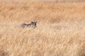 African warthog oin the savanna of botswana in africa