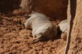 African Warthog - Phacochoerus africanus