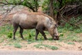 African Warthog Phacochoerus africanus