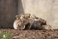 African Warthog - Phacochoerus africanus and Meerkats