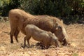 African Warthogs Royalty Free Stock Photo