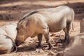 African warthogs profile portrait Royalty Free Stock Photo