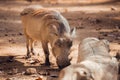 African warthogs profile portrait at winter Royalty Free Stock Photo